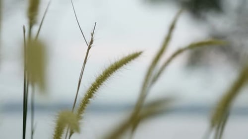 Grass Spikelets, wild plant swaying in the breeze,Steadi shot,focus shift