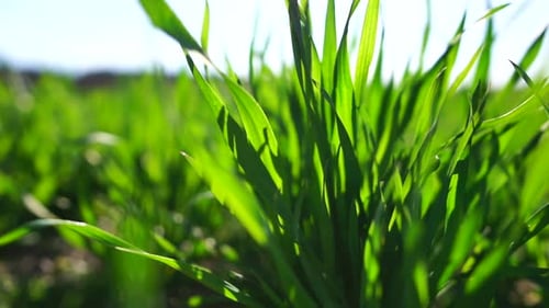 Green Grass Close Up Green Wheat Field with Young Stalks Swaying in the Wind Calm Natural Abstract