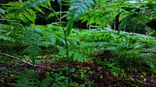 Profusion of lush ferns and a chaotic abundance of diverse flora intertwine among forest trees