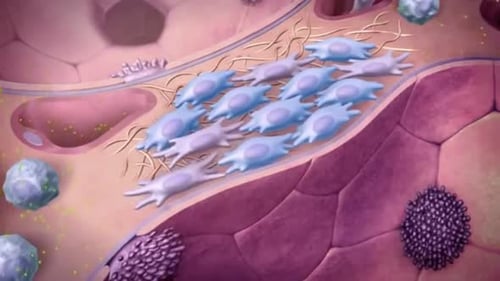 Animated Human Tissue Cell Activity