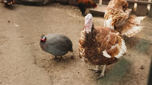 Turkeys and Guinea Fowls Socialize Together on a Farm in a Rural Setting in Their Wooden Pen A Small