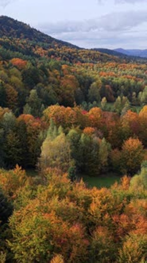 Aerial View of Colorful Autumn Forest with Orange and Green Trees