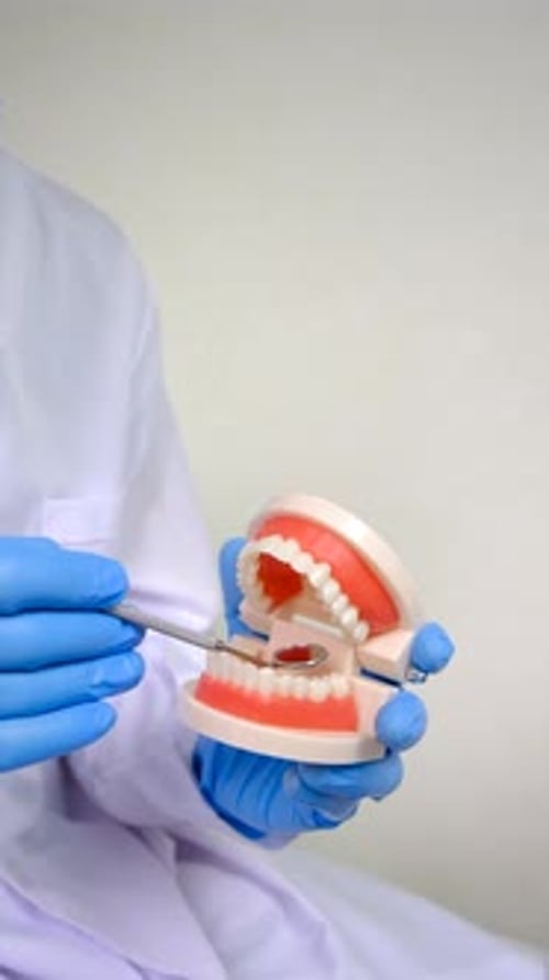 Dentist Demonstrates Dental Care with Model Teeth and Tool