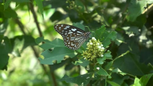 Beautiful Butterfly Resting on Flowers in Nature
