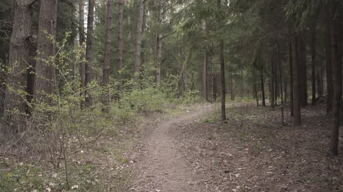 Empty Forest Path Background Movement