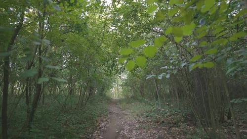 Forest Nature Park Trail Path, Dolly Backward View of Green Woodland Vegetation Plants Leaves and Tr