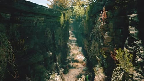 Aerial shot of a narrow canyon, formed by tall, moss-covered rock walls and lit by sunlight.