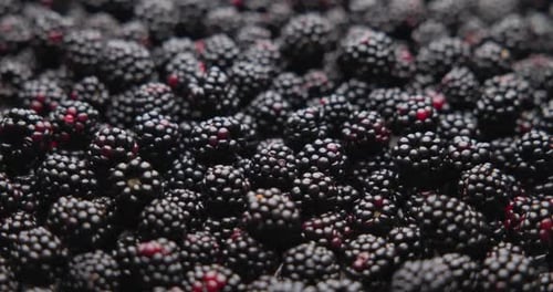 Close Up of Ripe Blackberries