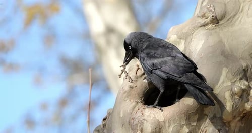 Western jackdaw (Coloeus monedula), collecting twigs to build its nest, southern France