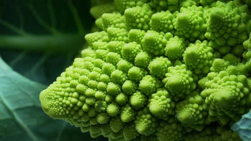 Vue macro de la tête de brocoli Romanesco avec vue macro du chou vert, séquence de Fibonacci en gros plan