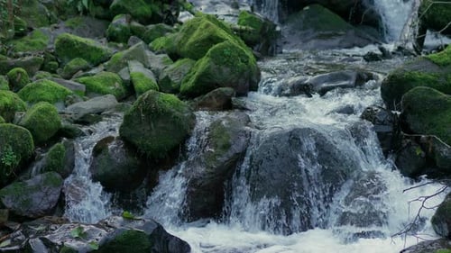 Close Up Shot of Purity Mountain Stream Running Through Moss and Stones