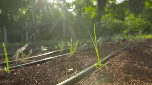 Water irrigation system in a small garden on a sunny day.