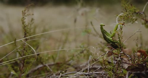 Praying Mantis Sits On A Green Plants And Moving Its Forelegs. - close up shot