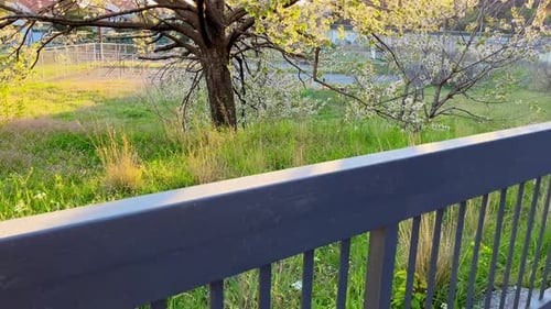 Spring Blossoms Glowing in Morning Sunlight
