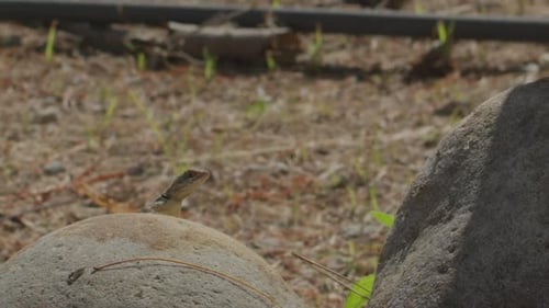 Lizard resting on a rock in arid garden environment