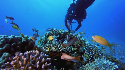 Underwater Sea Coral Reef and Diver