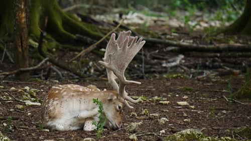 Male Fallow Deer with Antlers in Forest