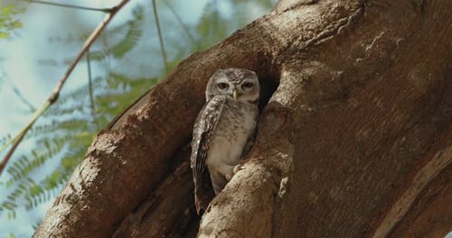 Owl Sitting Inside of Hollow Tree in Daytime