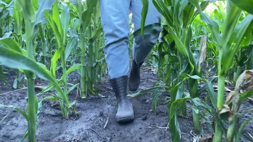Female Agronomist Inspecting Agricultural Field