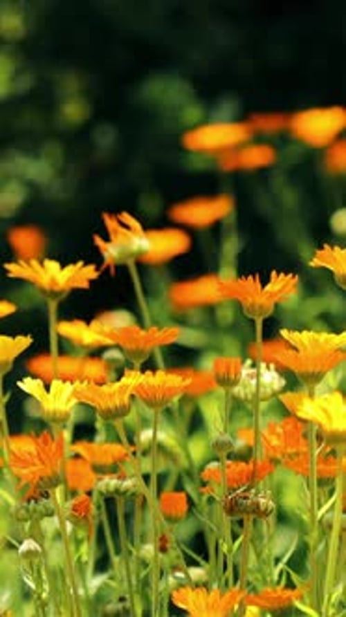 Field of Vibrant Orange Flowers Blooming in Sunlight