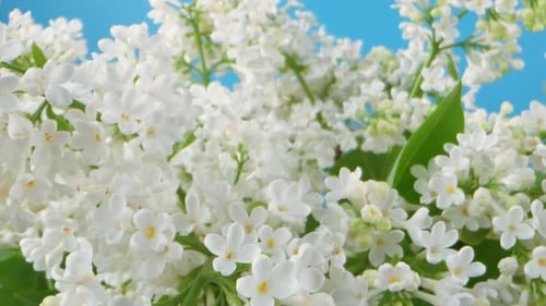 A beautiful bouquet of white lilac flowers with green leaves