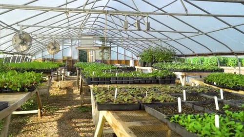 Inside a Greenhouse Filled with Rows of Seedlings