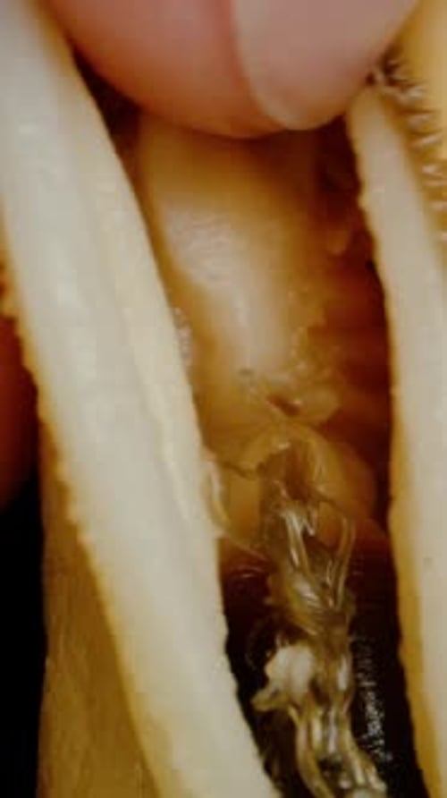 Vidéo verticale. Viande de moule nue sans coquille. Les doigts masculins écartaient ses deux lèvres.