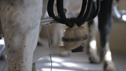 Collecting milk during the milking of a cow