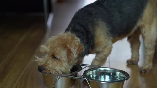 Terrier Dog Eating Food from Bowl Indoors