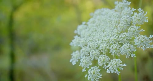 Weiße Blumen blühen in Zeitlupe