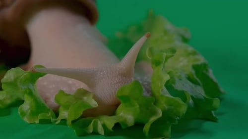 Snail Eating Grass 4K