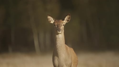 Deer Looking Directly Into Camera in Nature