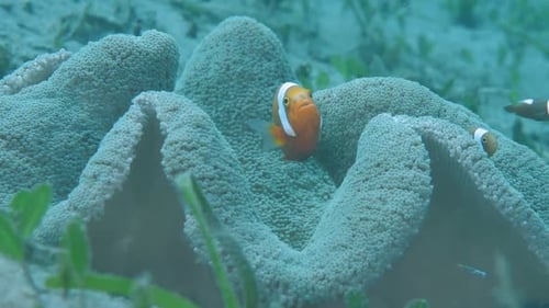 Schools of Clownfish Protecting Eggs on Anemone Reef