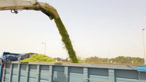Ensileuse dans un champ vert, déchargeant du blé frais pour l'ensilage sur un camion