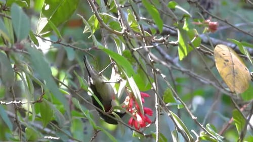 Sunbird feeding on nectar from red flowers in a lush green environment