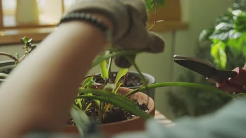 Pflanzenzüchter schneidet Blätter von kranken Topfblumen