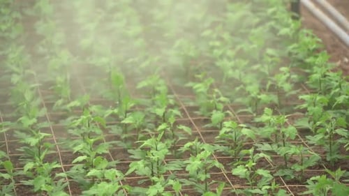 Green Plants being Misted in Rural Greenhouse