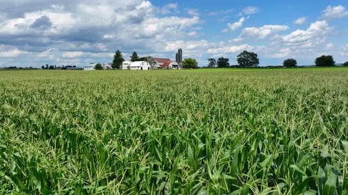Corn field and rural USA farm during summer. Tassels blowing in wind on beautiful day. Green farmlan