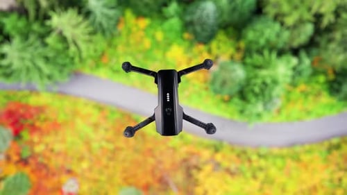 Zumbido sobrevolando el bosque
