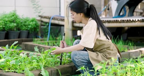 Asian adult female farmer kneels beside vegetable garden with stick tool focusing on care and