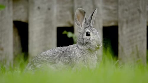 A Rabbit Eats Grass and Rests on the Edge of the Grass Close Up