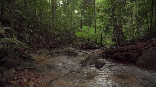 Beautiful dense foliage tree and stream scene in tropical rainforest. Landscape of brook in the moun