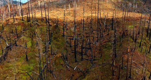 Black burnt tree trunks on the mountains. Drone footage above the rocky landscape with dead forest.