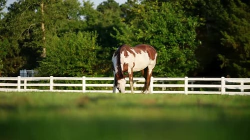 American Paint Horse Grazing In The Field With White Wooden Fence In The Background. - ground level
