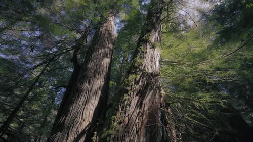 Towering Trees in a Lush Forest