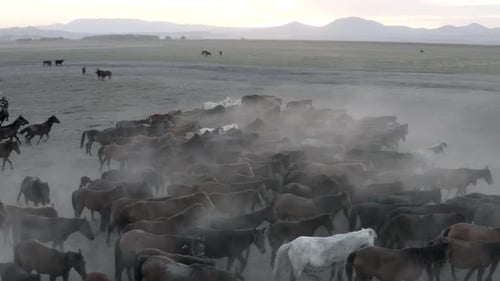 Wild Horse Herd Galloping across Dusty Rural Plains