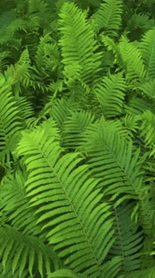 Experience Stunning Closeup Footage of Lush Green Fern Leaves Thriving in Their Natural Habitat