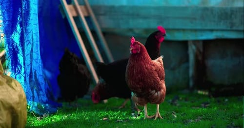 rooster and chickens wander in the garden