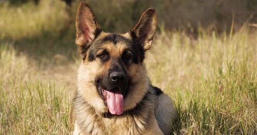 Purebred German Shepherd Dog Resting in Dry Grass Near the Road. Autumn Mood