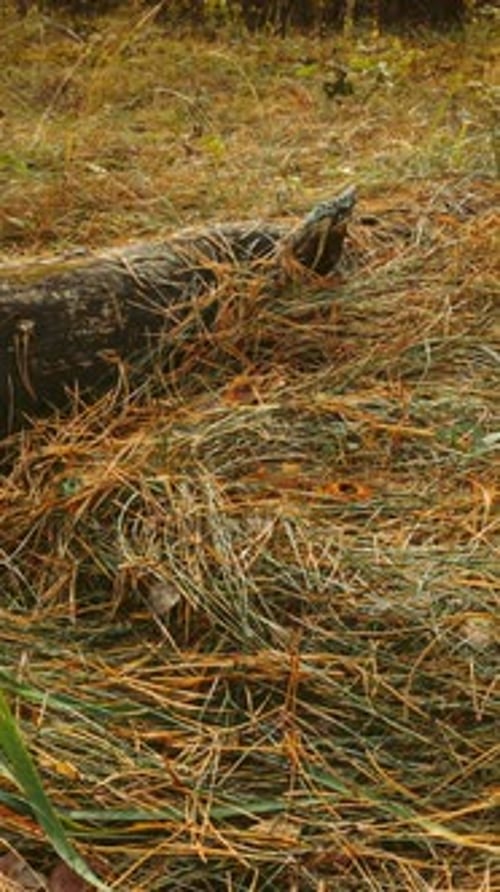 Sunlit Forest Floor with Fallen Log